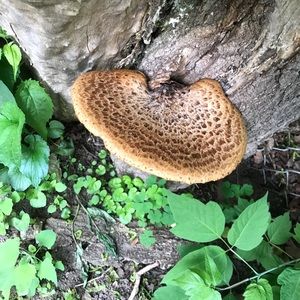 Meet your Posher, Tanner